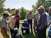 با حضور محقق معین پردیس تحقیقات بروجرد، کارگاه عملی پیوند درخت گردو در محل روستای دره صیدی شهرستان بروجرد برگزار گردید