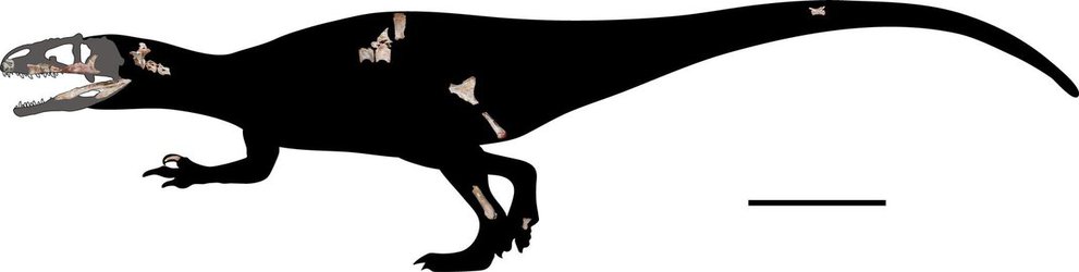 Newly Discovered Dinosaur Was a Giant 'Shark Tooth' Carnivore