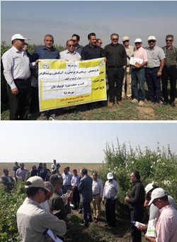 برگزاری روز مزرعه پنبه و کنف در مزرعه شورورزی جنوب خوزستان