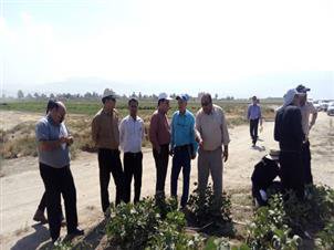 بازدید معاون بهبود تولیدات گیاهی سازمان جهاد کشاورزی فارس