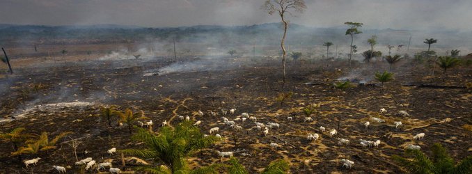 Yes, Tropical Forests Tragically Burned This Summer, but Here’s What You Can Do
