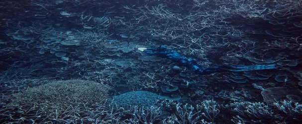 Massive Citizen Science Effort Seeks to Survey the Entire Great Barrier Reef