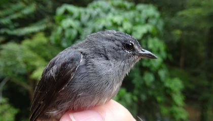 The Spectacled Flowerpecker Is Now Known to Science