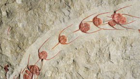 480-million-year-old trilobite ‘traffic jams’ may reveal ancient migratory behavior