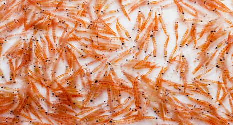 Krill’s role in global climate should inform fishing policy in Antarctica