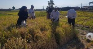 حضور فعال محققان بخش تحقیقات خاک و آب مرکز تحقیقات و آموزش گلستان در پروژه های خشکه کاری برنج