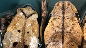 One of these is a deadly viper. The other is a harmless toad. Can you tell the difference?