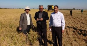 برداشت برنج به روش کشت مستقیم (خشکه کاری) در شهرستان علی آباد کتول