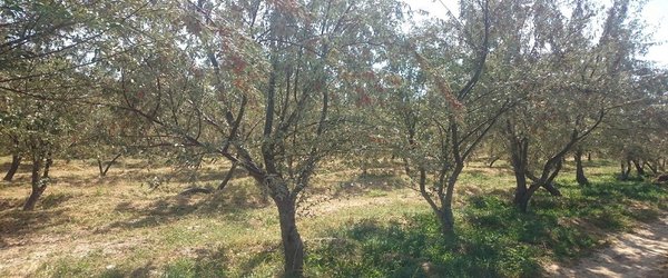 بازدید از باغات و مناطق کاشت درخت سنجد در شهرستان شاهرود