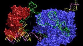 New ‘prime’ genome editor could surpass CRISPR