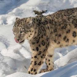 Living with snow leopards