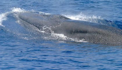Saving This Rare Whale Skeleton Was a Dirty Job
