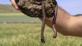 First global map of earthworms reveals which places are chock-full of them—and why