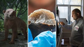 Top stories: Life after dinosaurs, Neanderthal planning, and Russia’s CRISPR babies