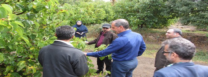 بازدید رئیس مرکز تحقیقات کشاورزی و منابع طبیعی استان قزوین از باغات شاتوت شهرستان کاشان