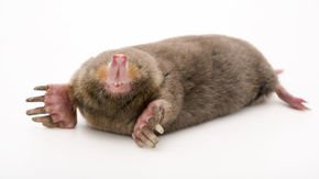 Moles have one of the most unusual walks on Earth