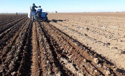 پایان کشت آزمایشات و هسته‌های اولیه بذری غلات ایستگاه تحقیقات کشاورزی و منابع طبیعی آلاروق اردبیل در سال زراعی ۹۹-۹۸