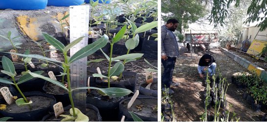 اعمال تیمارهای تنش آبی بر روی نهال های چندل توسط محققین مرکز هرمزگان