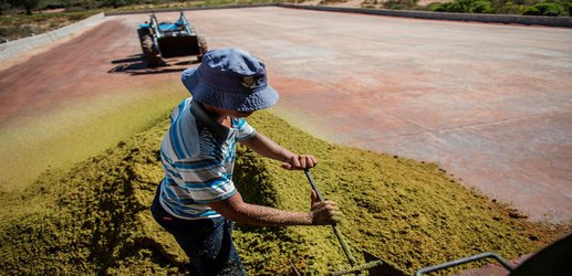 Indigenous communities win share of South Africa’s rooibos tea profits in landmark bioprospecting agreement