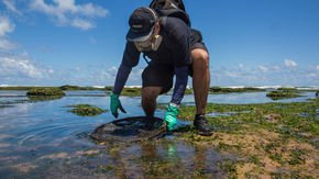 Mysterious oil spill threatens marine biodiversity haven in Brazil