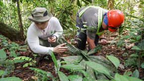 Unusual mass flowering in Malaysian rainforests provides seeds for endangered tree 'arks'