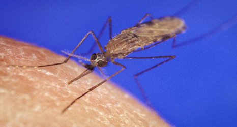 Female mosquitoes that have mated are more likely to transmit malaria