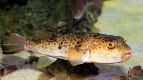 Deadly pufferfish poison relieves stress in deadly pufferfish