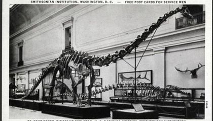 How WWII Service Members Helped Shape the Smithsonian’s New Fossil Hall