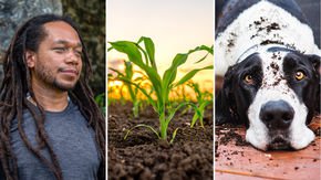 Top stories: The archaeology of slavery, superproductive corn, and how NOT to train your dog