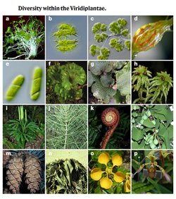 کاملترین درخت تکاملی گیاهان سبز ترسیم شد/رد فرضیه مشهور بنیان تغییرات ژنتیکی در تکامل گیاهان  با مشارکت دو محقق ایرانی