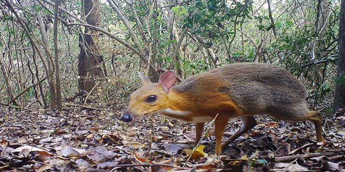 Elusive Vietnamese animal ‘rediscovered’