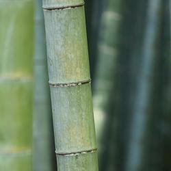 Visualising heat flow in bamboo could help design more energy-efficient and fire-safe buildings