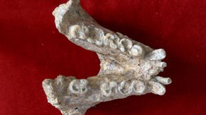 ‘Dragon teeth’ reveal ancient ape’s place in primate family tree