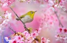 نرم نرمک میرسد اینک بهار..... +شعر