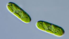 Alien genes from bacteria helped plants conquer the land