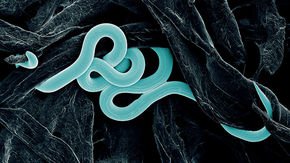 A mysterious disease is striking American beech trees