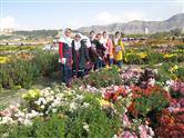 بازدید ۱۵۰۰ نفر از دانش آموز ناحیه یک شهرستان خرم آباد از سومین جشنواره گل های داوودی باغ گیاهشناسی زاگرس خرم آباد