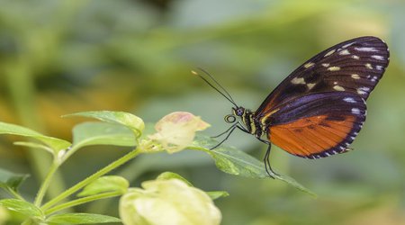 Every butterfly in the United States and Canada now has a genome sequence