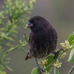 A decade after the predators have gone, Galapagos Island finches are still being spooked