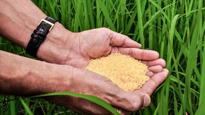 Bangladesh could be the first to cultivate golden rice, genetically altered to fight blindness
