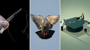 Top stories: A new kind of hair ‘ID,’ healing broken bird wings, and double dipping NIH researchers
