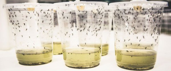 Modified mosquitoes reduce cases of dengue fever