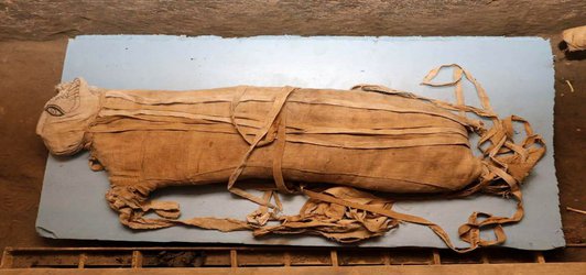 Rare mummified lions add to Egyptology buzz