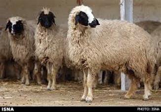 برنامه ریزی کارگاه های آموزشی ترویجی مورد نیاز شهرستان نی ریز