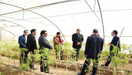 مجری طرح گیاهان دارویی وزارت جهاد کشاورزی از گلخانه‌های تولیدی، تحقیقاتی دانشگاه بازدید نمود