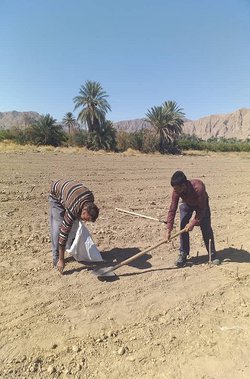 اجرای طرح پایلوت کرتهای مرجع در ایستگاه تحقیقات کشاورزی حاجی آباد هرمزگان