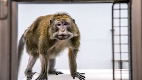 Should aging lab monkeys be retired to sanctuaries?
