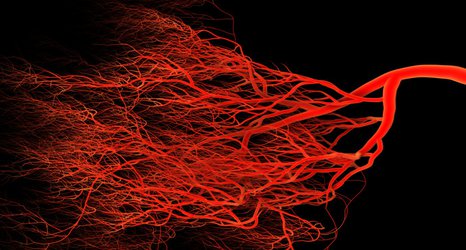 Grow your own blood vessel model in a dish
