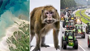 Top stories: ‘Blue energy,’ monkey retirement, and the nitrogen crisis paralyzing the Dutch economy