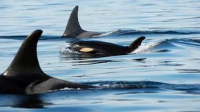 Granny killer whales pass along wisdom—and extra fish—to their grandchildren